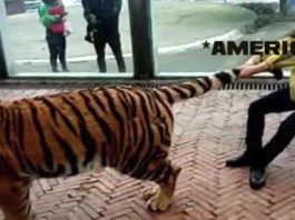 America holding tail of tiger awiting for transfer in Afgan war satier meme file image